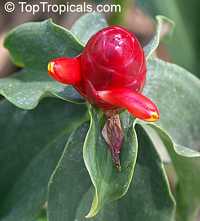 Costus spicatus, Alpinia spicata, Spiked Spiralflag, Red Button Ginger

Click to see full-size image
