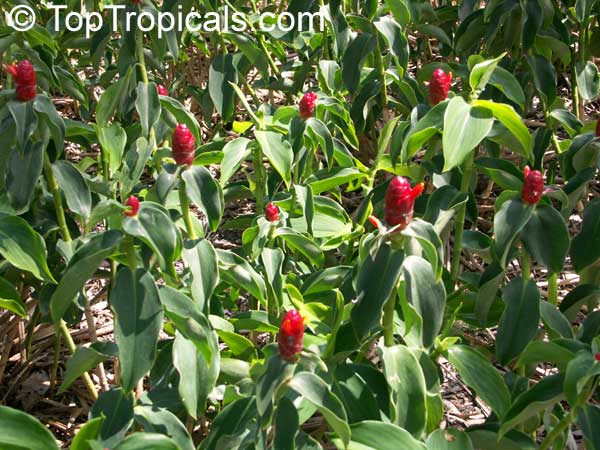 red button ginger plant edible