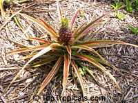 Ananas sp., Pineapple, Pina

Click to see full-size image