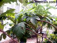 Artocarpus sericicarpus, Pedalai

Click to see full-size image