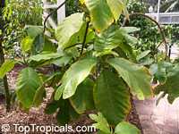 Artocarpus odoratissimus, Marang, Tarap, Green Terap

Click to see full-size image