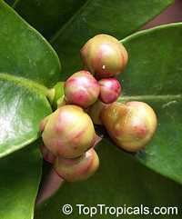 Garcinia prainiana, Cherapu, Button Mangosteen

Click to see full-size image