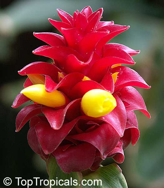 Costus spicatus, Alpinia spicata, Red Button Ginger, Spiked Spiralflag, French Kiss