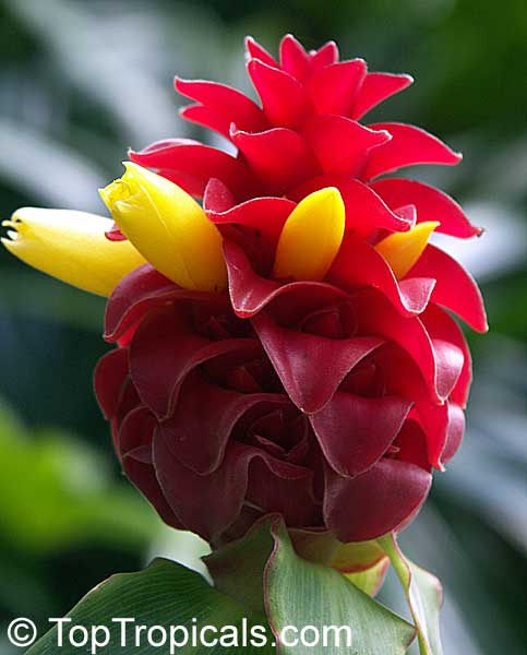 Costus spicatus x woodsonii - Red Button Ginger, French Kiss