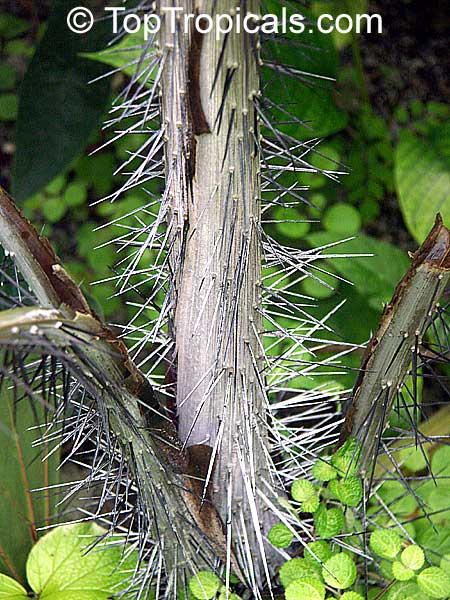 Nephrosperma vanhoutteanum, Latanier Mille-Pattes