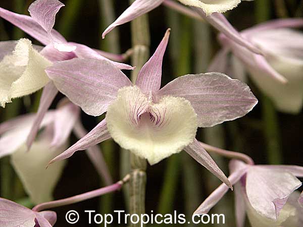 Dendrobium pierardii, Dendrobium aphyllum, Dendrobium Orchid