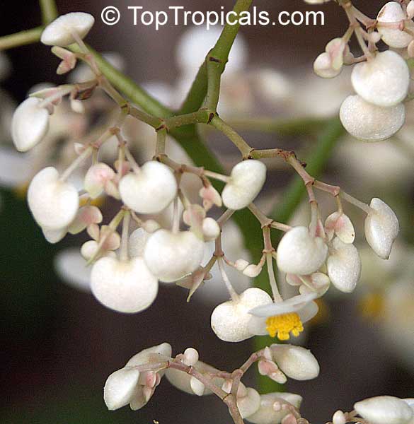 Begonia nelumbiifolia , Lily-pad Begonia