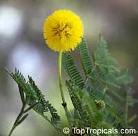 Vachellia tortuosa, Acacia tortuosa, Mimosa tortuosa, Twisted Acacia, Huisachillo

Click to see full-size image
