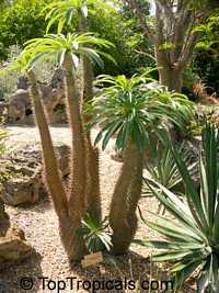 Pachypodium lamerei (Пахиподиум ламера) - растение