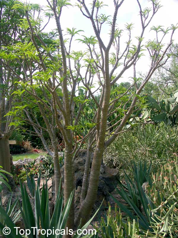 Pachypodium rutenbergianum, Madagascar Palm