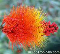 Combretum sp., Flame Creeper, Burning Bush

Click to see full-size image