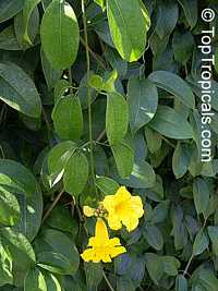 Adenocalymna comosum, Bignonia comosa, Yellow Trumpet Vine

Click to see full-size image