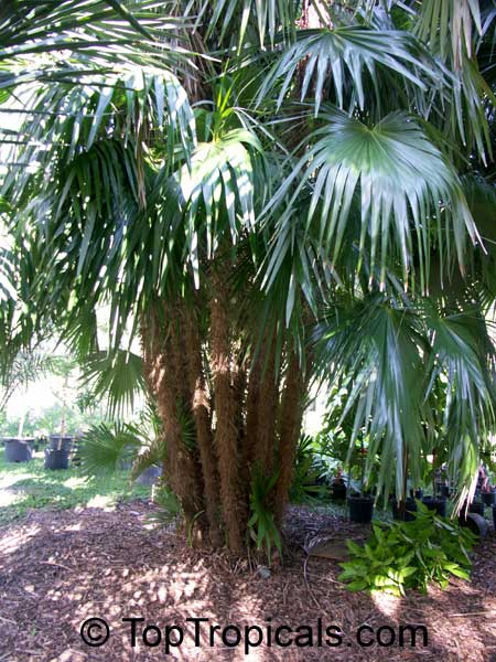 Zombia antillarum, Chamaerops antillarum, Coccothrinax anomala, Zombie Palm, Latanier Zombi