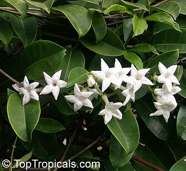 Stephanotis floribunda, Marsdenia floribunda, Bridal Bouquet, Madagascar Jasmine, Wax flower, Chaplet flower, Floradora, Hawaiian Wedding flower