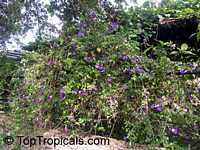 Thunbergia erecta, King's Mantle, Bush Clock Vine

Click to see full-size image