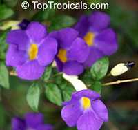 Thunbergia erecta, King&apos;s Mantle, Bush Clock Vine