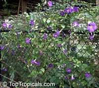 Thunbergia erecta, King&apos;s Mantle, Bush Clock Vine