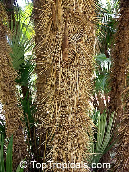 Zombia antillarum, Chamaerops antillarum, Coccothrinax anomala, Zombie Palm, Latanier Zombi