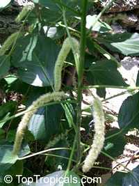 Acalypha hispida, Cat Tail, Chenille Plant, Red Hot Cattail, Foxtail, Red Hot Poker

Click to see full-size image