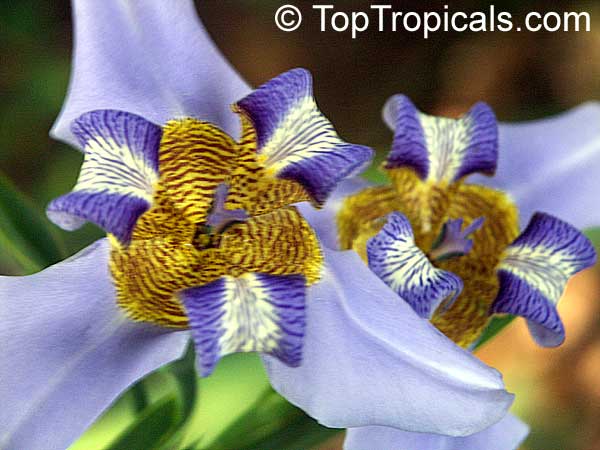 Neomarica caerulea, Walking Iris, Twelve apostles, Apostle Plant