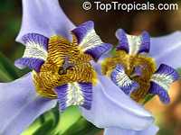 Neomarica caerulea, Walking Iris, Twelve apostles, Apostle Plant

Click to see full-size image