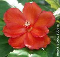 Leuenbergeria bleo, Pereskia bleo, Pereskia corrugata, Rose cactus, Wax rose, Perescia

Click to see full-size image