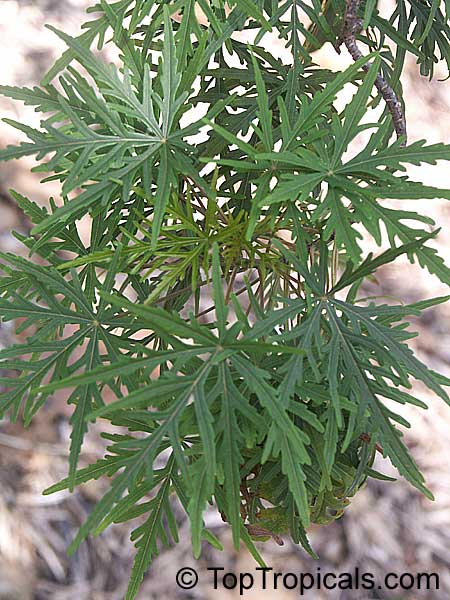 Ruizia cordata, Ruizia diversifolia, Ruizia laciniata, Ruizia lobata, Ruizia palmata, Ruizia variabilis, Ruizia