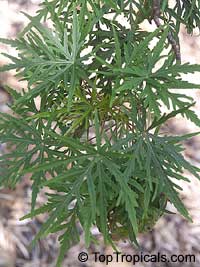 Ruizia cordata, Ruizia diversifolia, Ruizia laciniata, Ruizia lobata, Ruizia palmata, Ruizia variabilis, Ruizia

Click to see full-size image