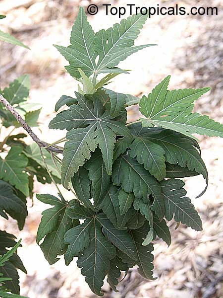 Ruizia cordata, Ruizia diversifolia, Ruizia laciniata, Ruizia lobata, Ruizia palmata, Ruizia variabilis, Ruizia