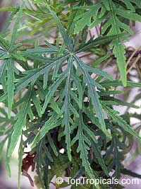 Ruizia cordata, Ruizia diversifolia, Ruizia laciniata, Ruizia lobata, Ruizia palmata, Ruizia variabilis, Ruizia

Click to see full-size image