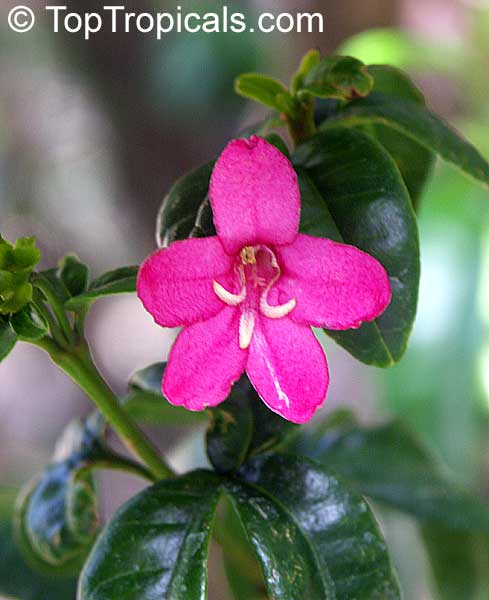 Ravenia spectabilis, Lemonia spectabilis, Limonia, Ravenia Pink