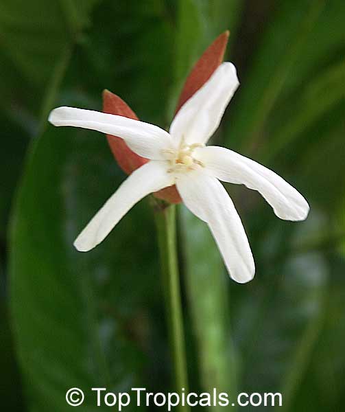 Erythrochiton brasiliensis, Star of Brazil