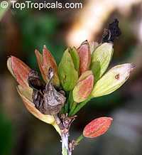 Erythrochiton brasiliensis, Star of Brazil

Click to see full-size image