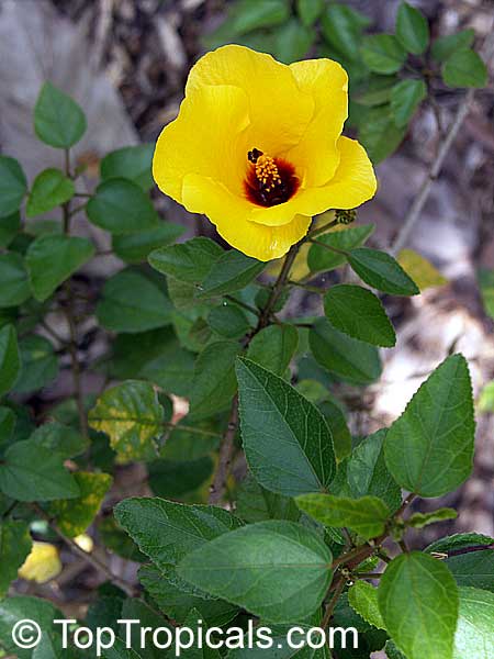 Hibiscus sp., Rosemallow, Hibiscus