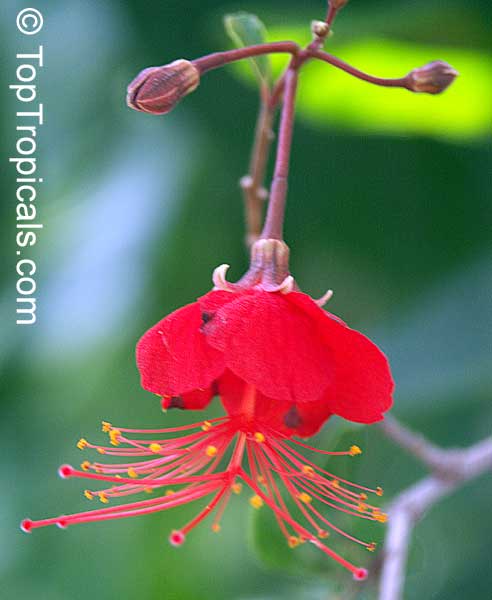 Hibiscus grandidieri, Red Chinese Lantern. Hibiscus grandidieri var. greveanus