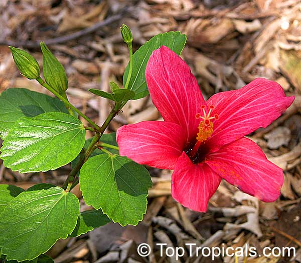 Hibiscus sp., Rosemallow, Hibiscus