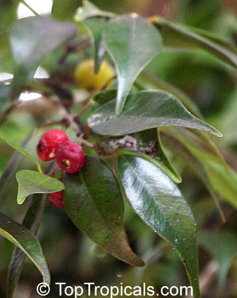 Eugenia confusa, Red Berry Stopper
