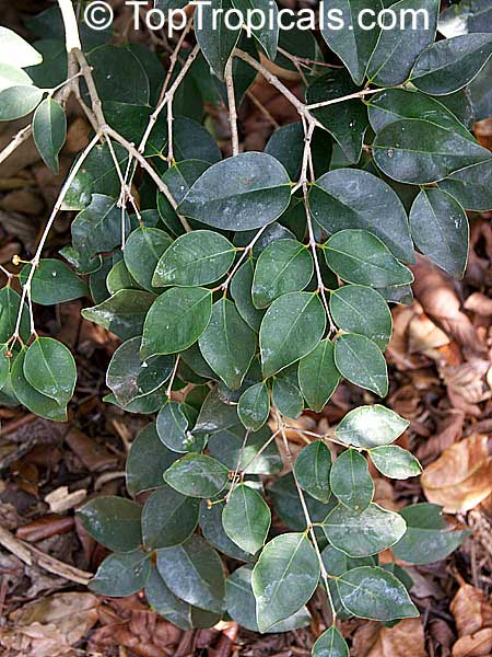 Myrciaria floribunda, Eugenia floribunda, Guavaberry, Rumberry