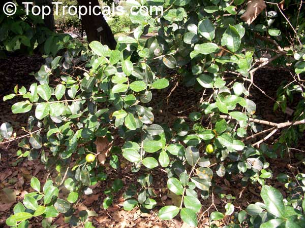 Pseudanamomis umbellulifera, Myrtus umbellulifera, Monos plum, Ciruelas