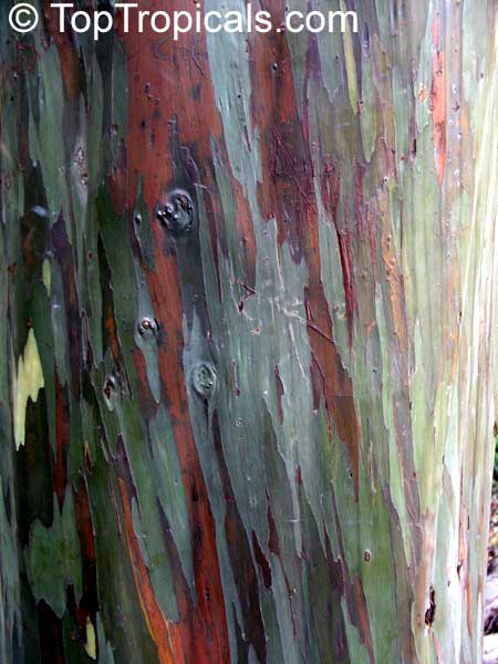 Eucalyptus deglupta - Rainbow Eucalyptus