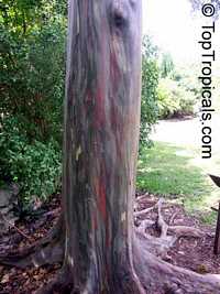 Eucalyptus deglupta , Rainbow Eucalyptus, Mindanao Gum, Rainbow Gum

Click to see full-size image