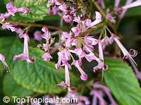 Plectranthus ecklonii, African Flower

Click to see full-size image