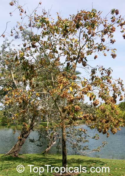 Anogeissus latifolia, Ghatti, Indian Gum Tree, Dhawa, Indian sumac