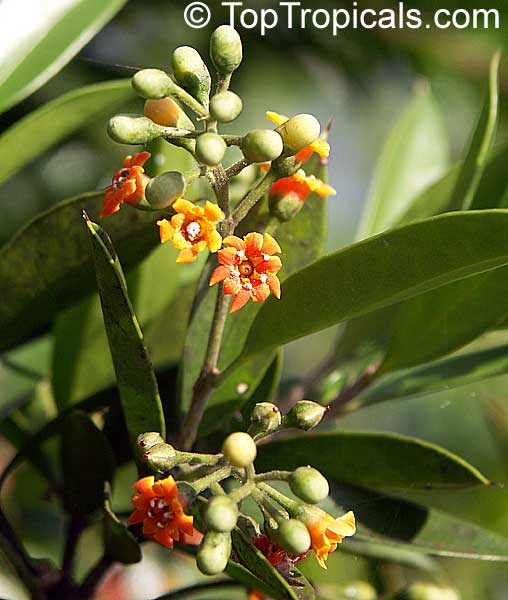 Jacquinia macrocarpa, Jacquinia aurantiaca, Barbasco