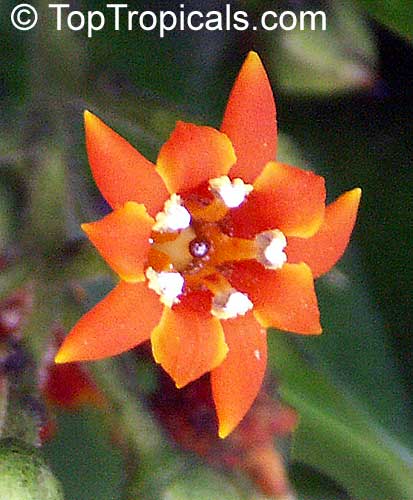 Jacquinia macrocarpa, Jacquinia aurantiaca, Barbasco