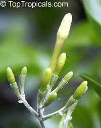 Jasminum azoricum, Jasminum trifoliatum Moench, Jasminum bahiense, Jasminum blandum, Jasminum fluminense, Jasminum hildebrandtii, Jasminum holstii, River Jasmine, Scrambling Vine, Jasmine De Trapo