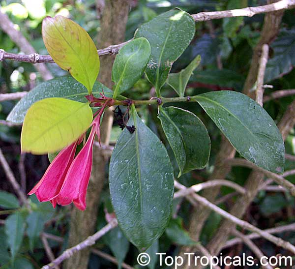 Portlandia coccinea, Pink Bell Flower, Tree Lily