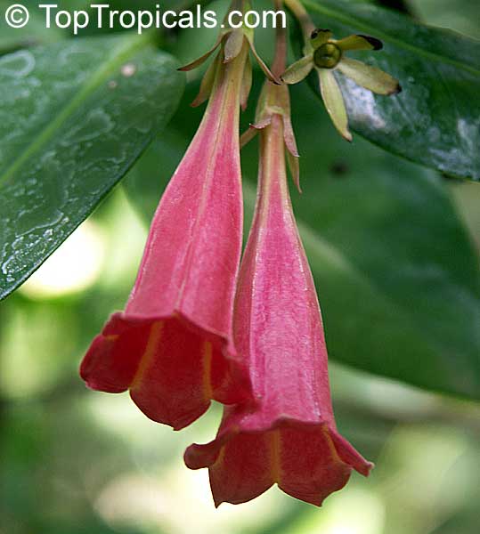 Portlandia coccinea - Red Bell Flower, Tree Lily