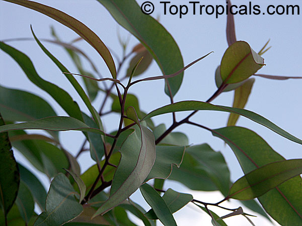 Eucalyptus citriodora, Corymbia citriodora, Lemon Eucalyptus, Citron-scented Gum, Lemon Scented Gum