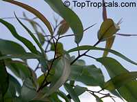 Eucalyptus citriodora, Corymbia citriodora, Lemon Eucalyptus, Citron-scented Gum, Lemon Scented Gum

Click to see full-size image